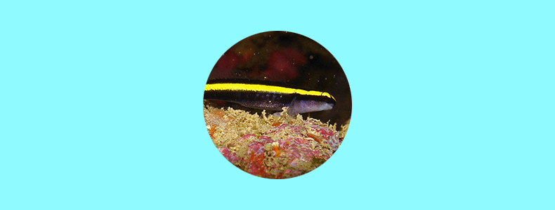 Neon Goby Amarelo