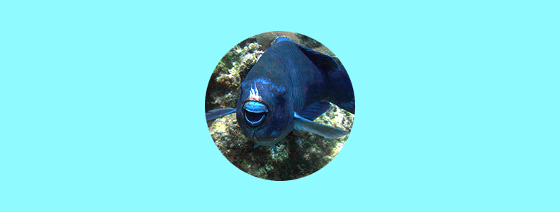 Budião Azul